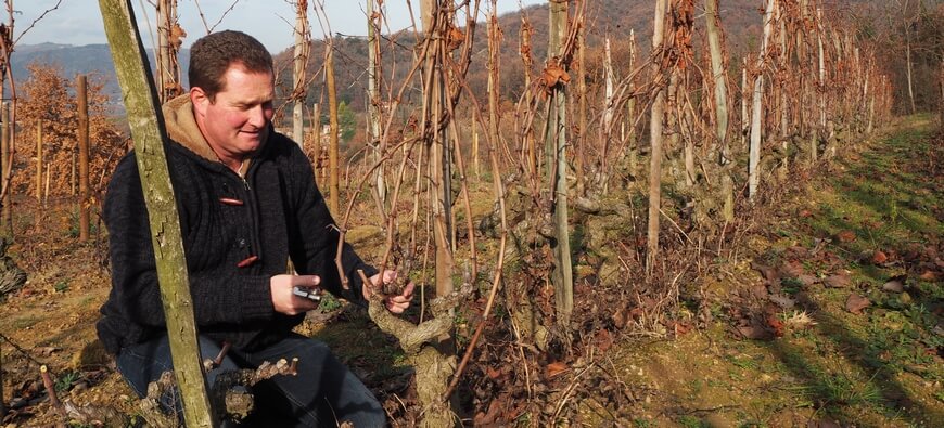 Taille de la vigne en Crozes-Hermitage